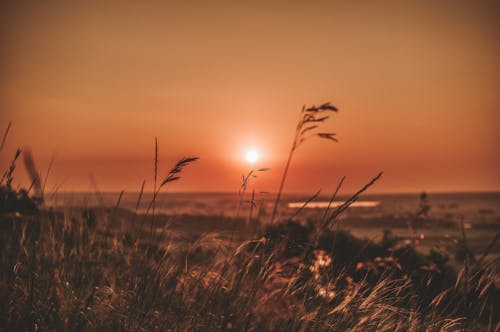 Foto d'estoc gratuïta de a l'aire lliure, alba, blat