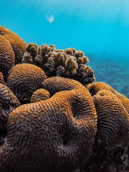 Colorful coral formations captured underwater in a tropical ocean scene, showcasing marine biodiversity.
