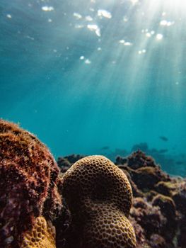 Captivating coral reef scene with sunlight filtering through the water, highlighting marine life.