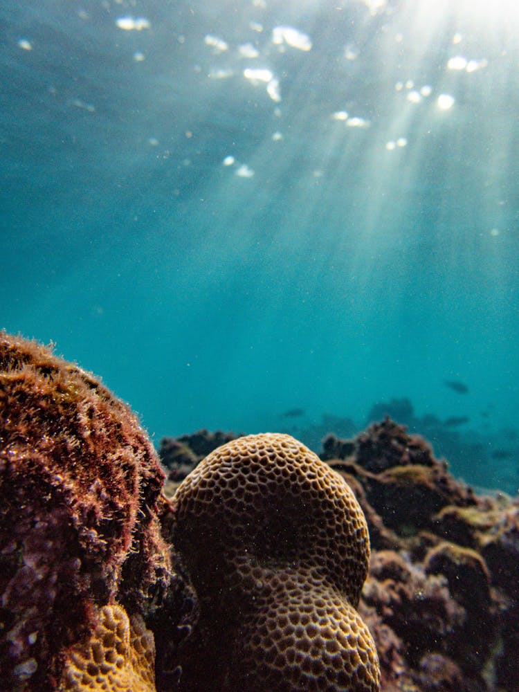 Coral Reef Underwater