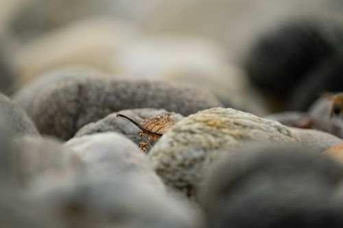 Free Detailed macro image of a dried leaf resting among smooth river rocks, showcasing nature's textures. Stock Photo