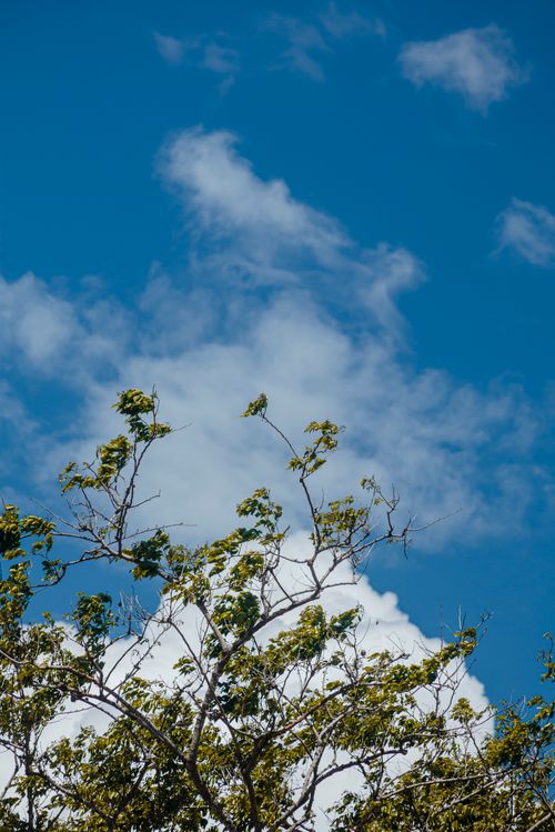 Free Beautiful tree branches with lush green leaves set against a clear blue sky with clouds. Stock Photo
