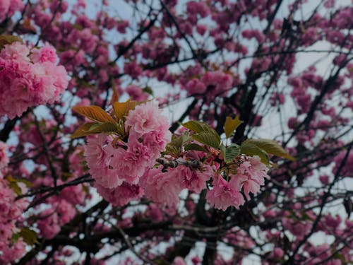 Free Beautiful Cherry Blossoms on a Tree Stock Photo