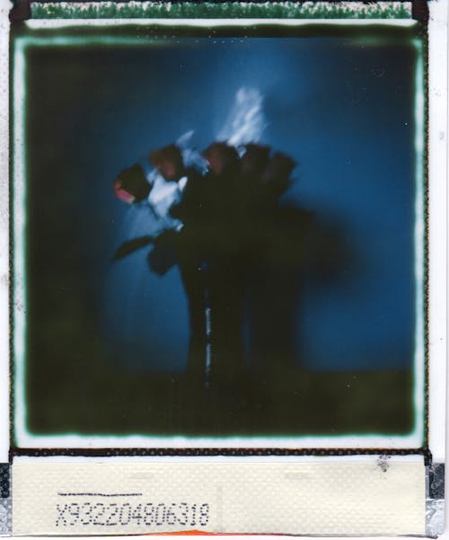 Free Polaroid Photo of Bunch of Flowers Stock Photo