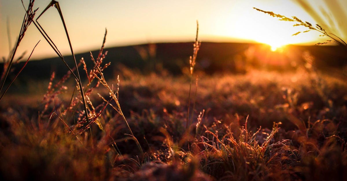Serene view of a grassy field basking in the warm glow of a sunset.
