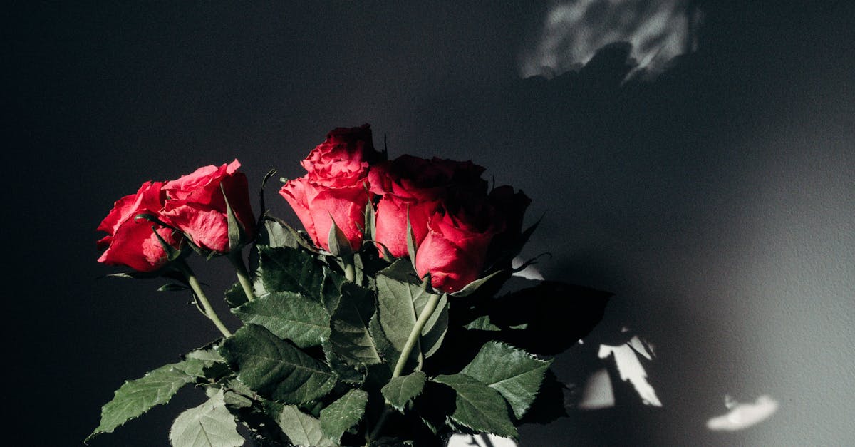 Klawed Gardens 1 image text