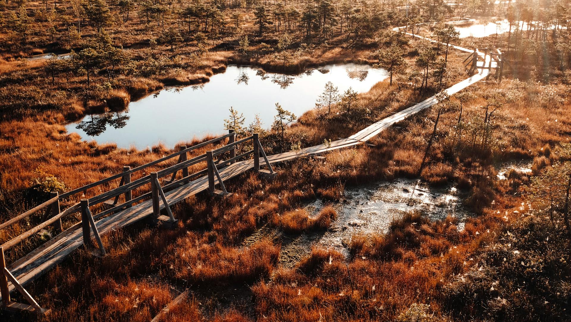 Discover the tranquil beauty of a wooden boardwalk crossing a scenic swamp in Pavasari, Latvia at sunrise.