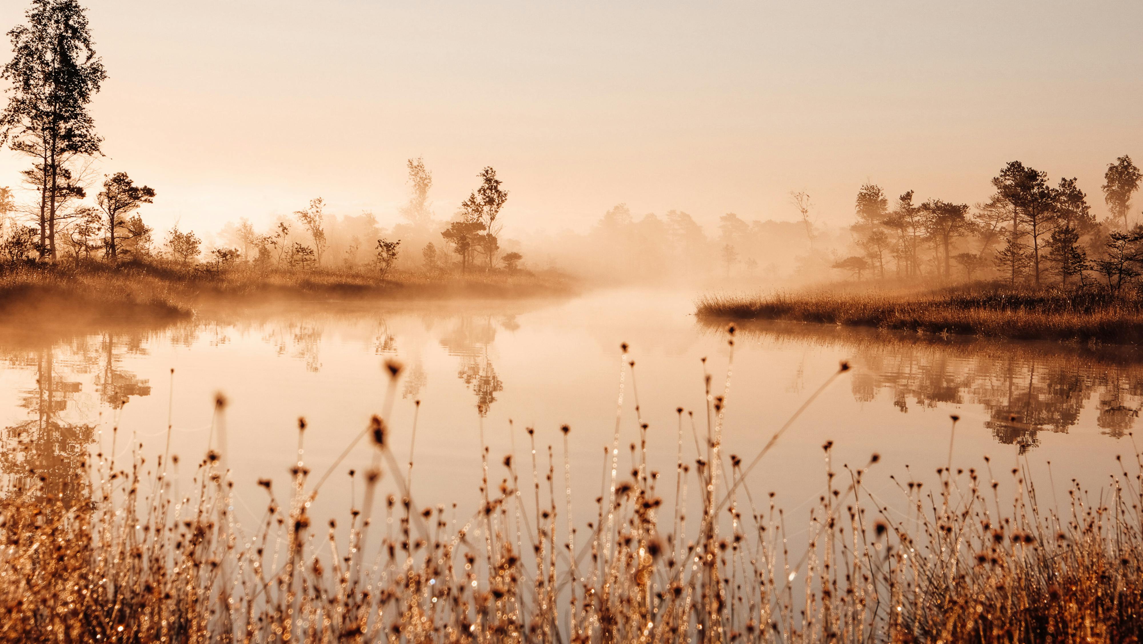 Moody swamp walk in sunrise