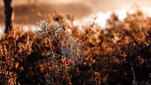 Gratis lagerfoto af edderkoppespind, plante, plantefotografering