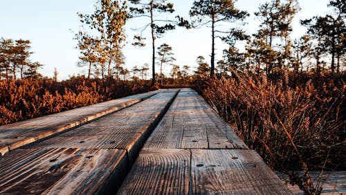 Gratis lagerfoto af @outdoor, æstetik, appelsin