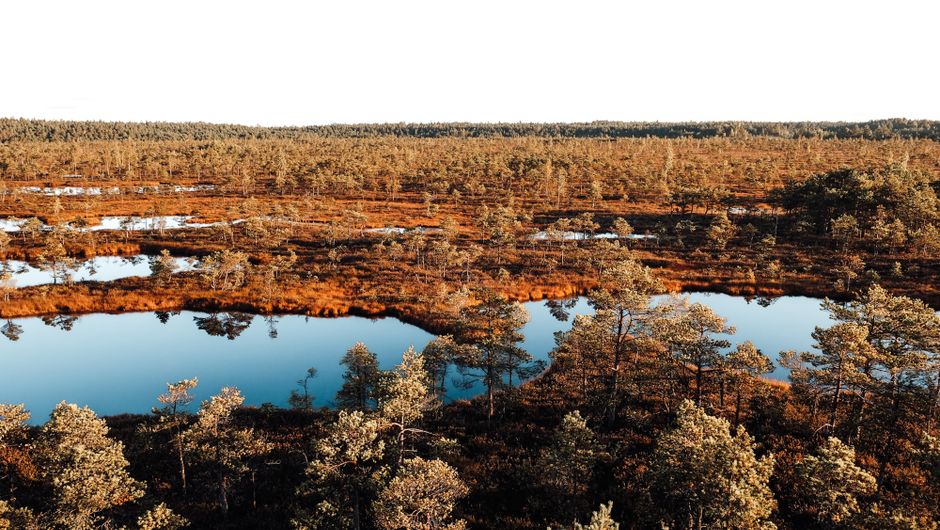 North Carolina Peatland Restoration