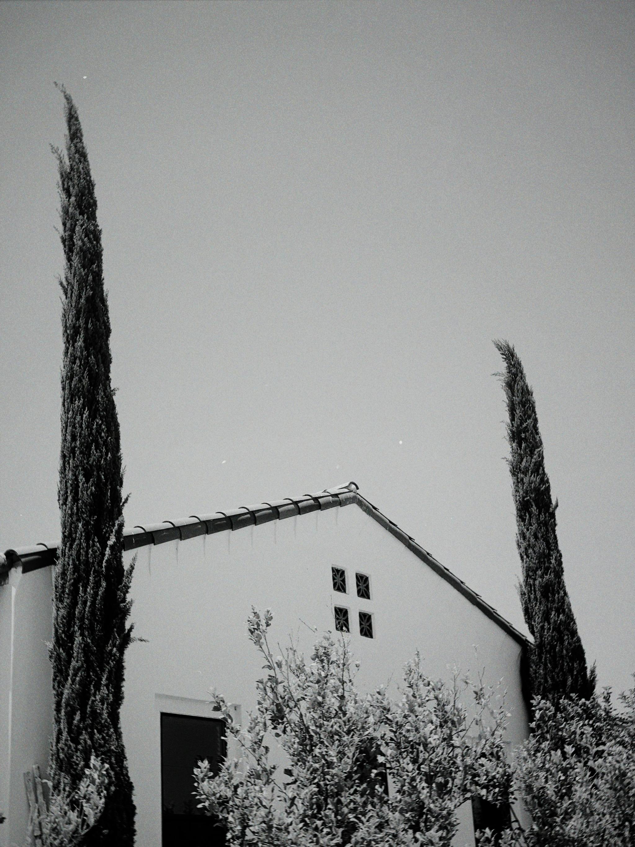 A striking monochrome photo featuring a house with tall trees in black and white.