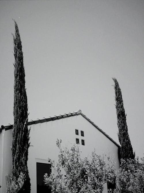 Gratis lagerfoto af gråtoneskala, høje træer, hus