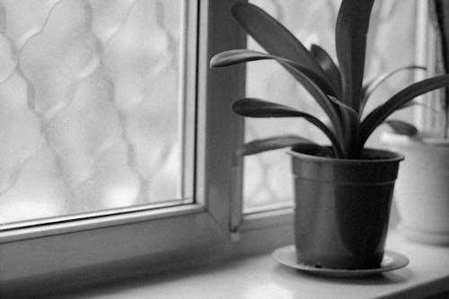 A Grayscale of a Potted Plant by the Window