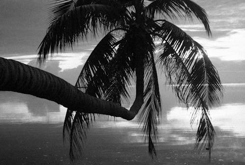 A Grayscale of a Palm Tree
