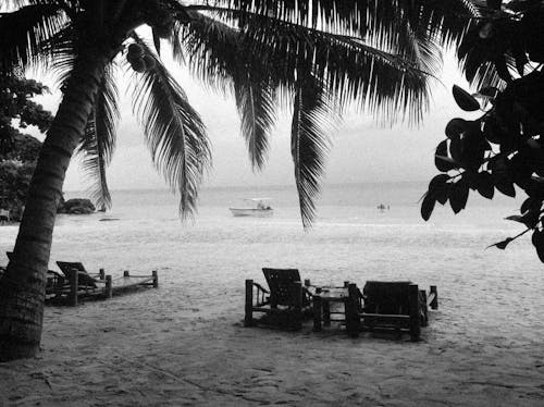 Darmowe zdjęcie z galerii z czarno-biały, drzewo, krzesło relaksacyjne na plaży