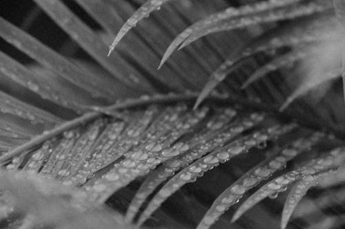 그레이 스케일 사진, 나뭇잎, 날씨의 무료 스톡 사진
