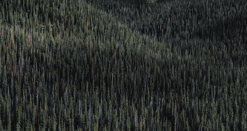 Darmowe zdjęcie z galerii z drzewa, fotografia lotnicza, gęsty las