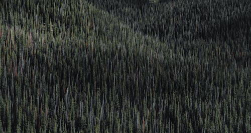 Birds Eye View of a Dense Forest