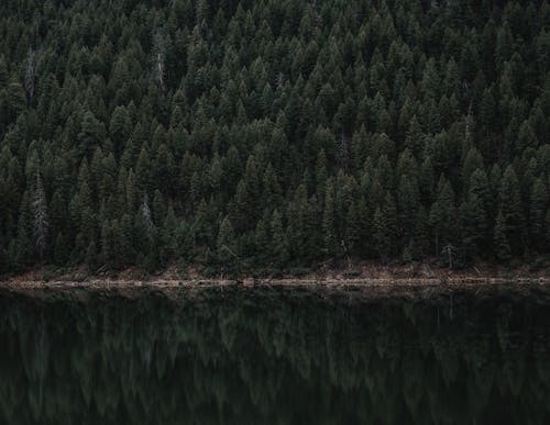 Green Trees Beside the Body of Water