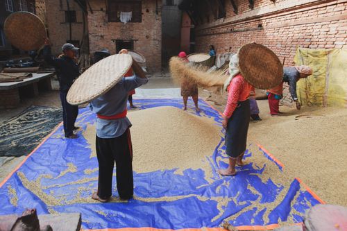 Free People in a rural village traditionally drying grains in the open air. Stock Photo