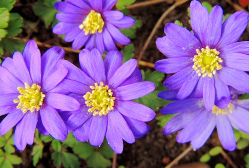 

A Close-Up Shot of Balkan Anemone Flowers