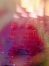 Colorful Double Exposure of Red Roses 