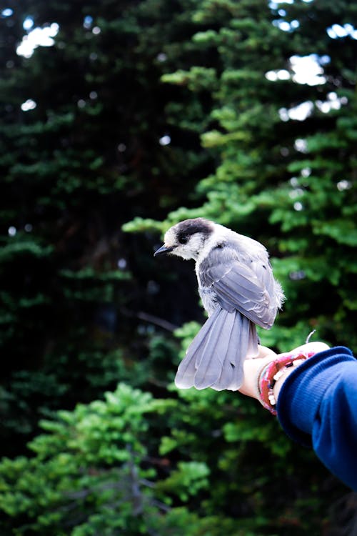 Gray and White Bird on Persons Hand
