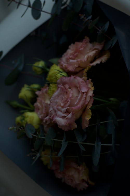 Gratis arkivbilde med blomster, blomsterblad, mørke