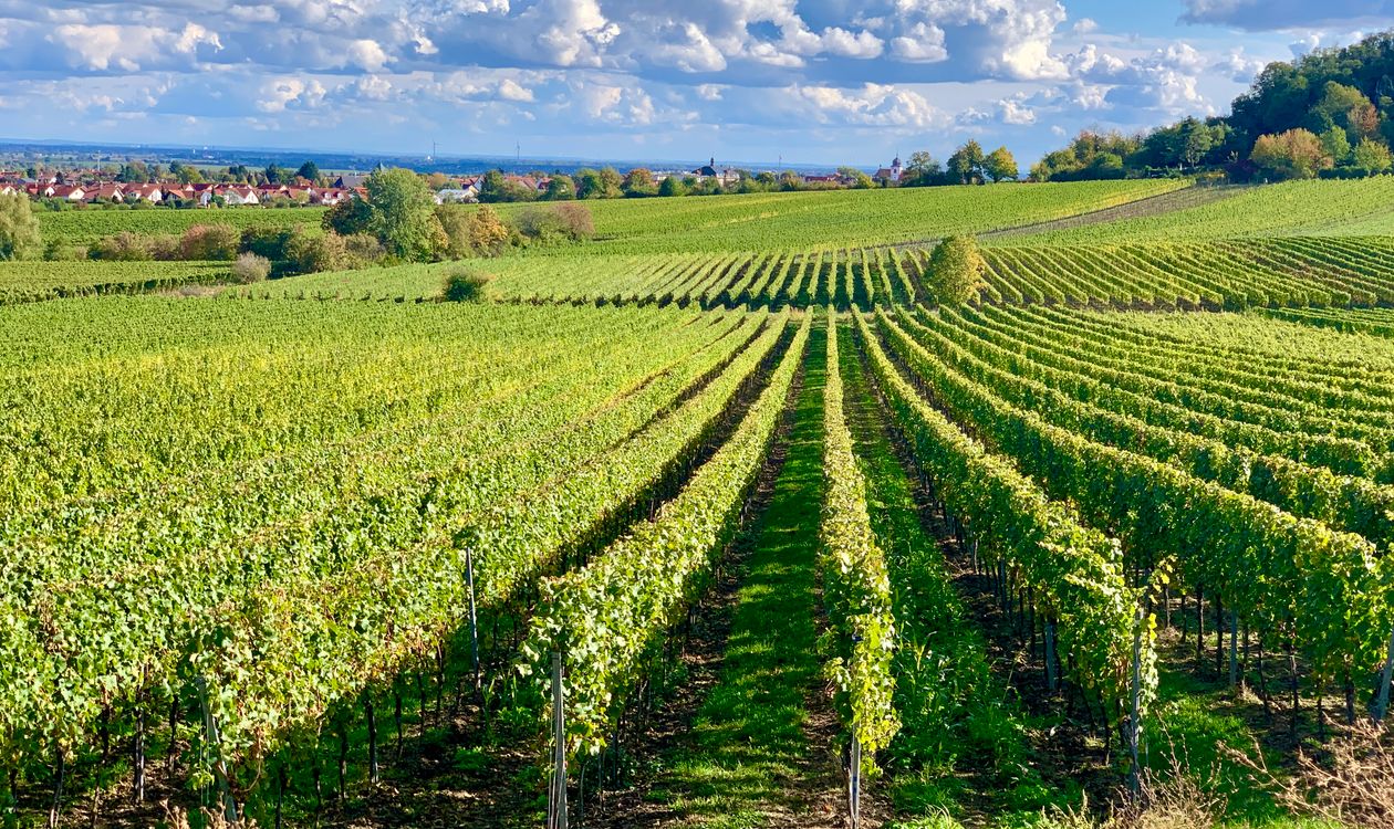 Ibiza Wine Country: Bodegas, Vi Pagès and the Island's Autumn Harvest