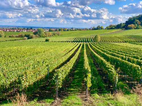 Free Vibrant vineyard rows under a blue sky in Wachenheim, Germany, showcasing autumn colors. Stock Photo