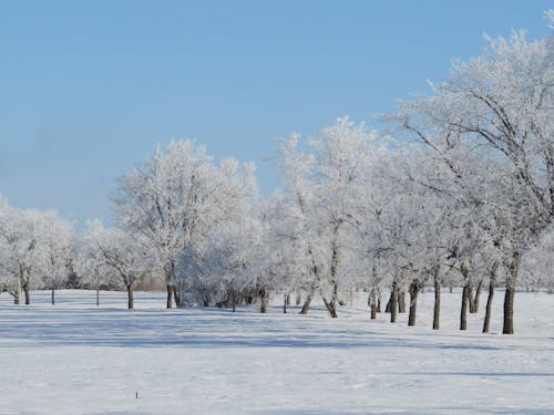 Photos gratuites de arbres, couvert de neige, enneigé