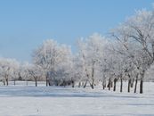 Hoarfrost on the Trees