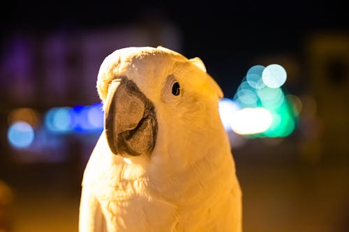 Free Ảnh lưu trữ miễn phí về cận cảnh, chim, chụp ảnh động vật Stock Photo