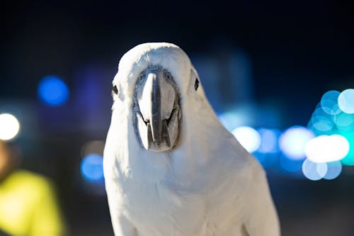 Close-Up Photo of a White Cockatoo
