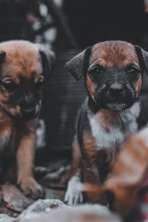 Free Close-Up Shot of Puppies  Stock Photo