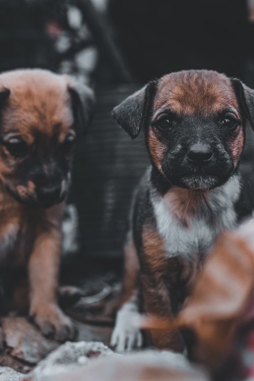 Free Heartwarming close-up of two puppies with a soft focus and natural background, perfect for pet lovers. Stock Photo