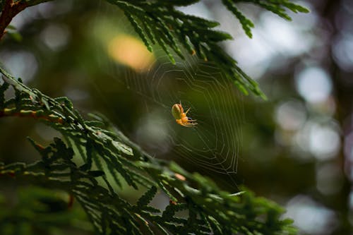Close-Up Photo of a Spider Near Green Leaves