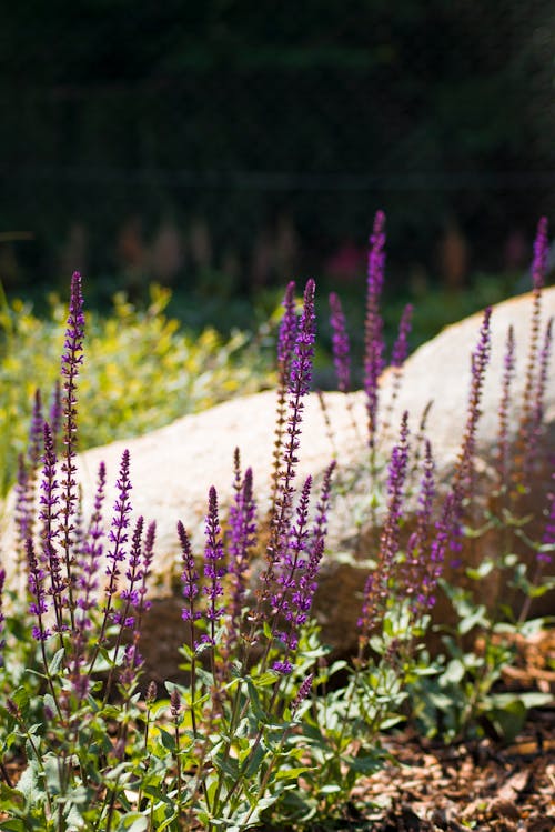 紫羅蘭, 紫羅蘭花, 美麗的花朵 的 免費圖庫相片