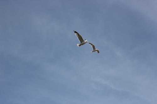 Photograph of Gulls Flying Under a Blue Sky