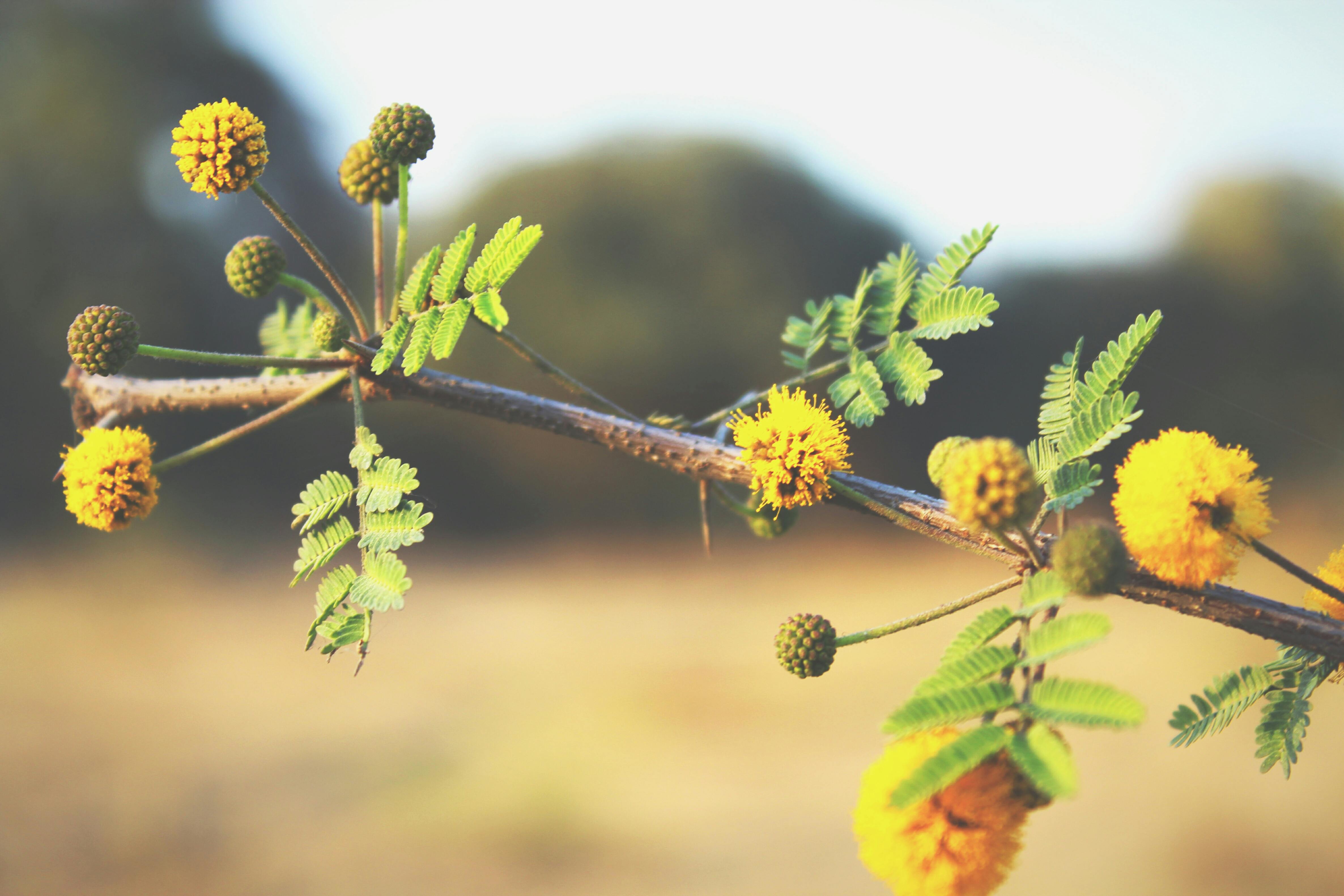 Yellow Ball Tree Flowers in Closeup Photo · Free Stock Photo