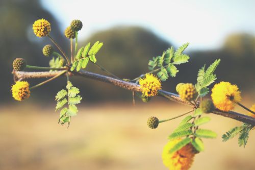Free Macro shot of yellow Acacia blooms with green leaves focused on a sunny day outdoors. Stock Photo