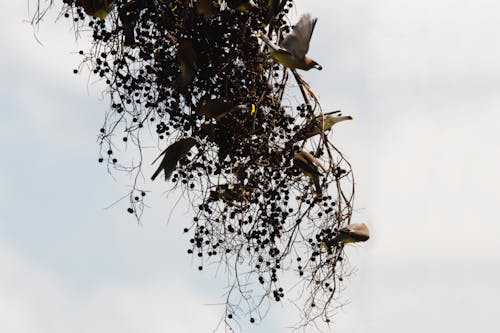 Cedar Wax Wings eating Palm Berries