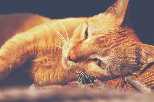 Free A serene ginger cat laying on its back with eyes partially closed, basking in warm sunlight. Stock Photo