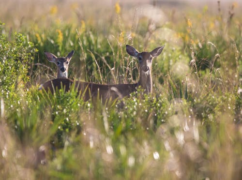 Deer with fawn (White tail deer)