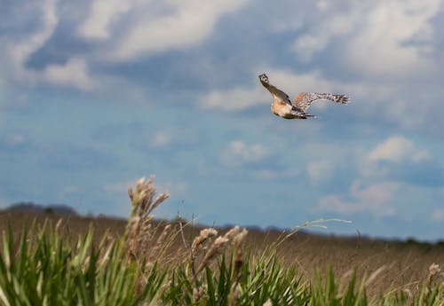 Red shoulder hawk in flight