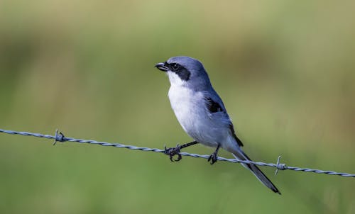 Ingyenes stockfotó bird photos, Florida, gébics témában