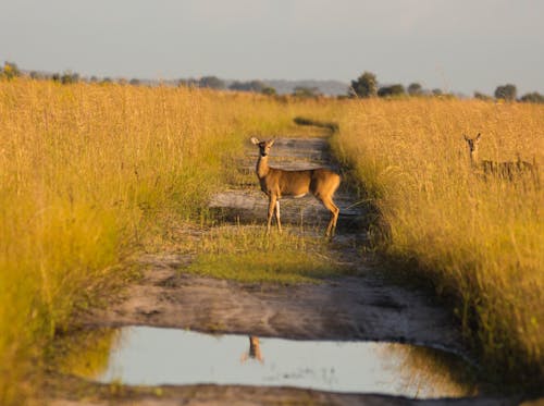 Deer Crossing (White tail deer)