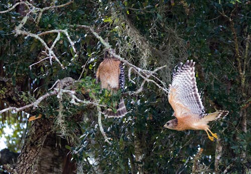 คลังภาพถ่ายฟรี ของ red shoulder hawk, คิสซิม, คิสซิมมี แพรรี พรีเซิร์ฟ