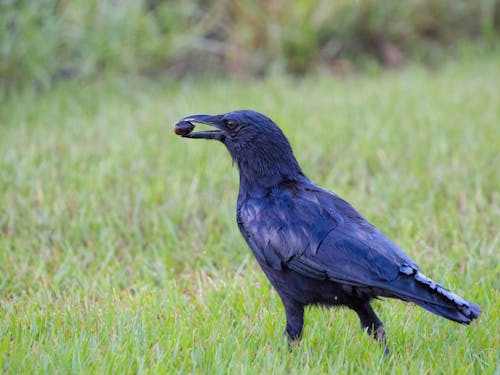 American Crow with Acorn